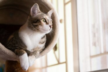 Como fazer uma academia caseira para gatos?