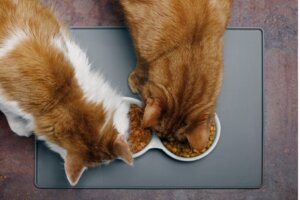 Por que meu gato come a comida do outro gato?