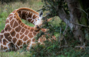 Como as girafas dormem?