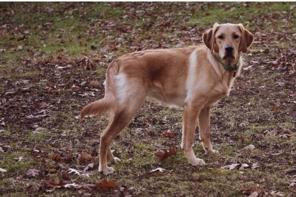 Goldador ou golden lab: tudo sobre esta raça