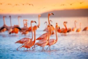 Por que os flamingos são rosa?