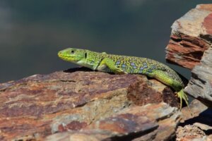 Sardão: habitat e características