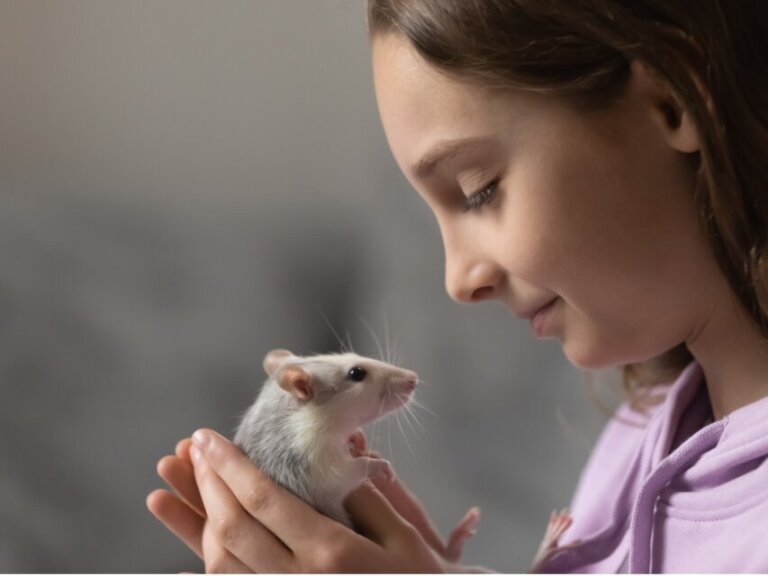 9 tipos de ratos domésticos