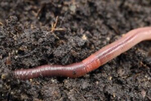 O que as minhocas comem?