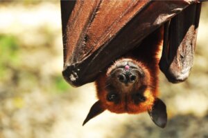 O morcego Acerodon jubatus: habitat e características