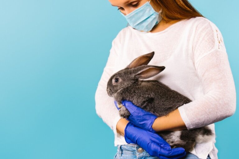 Doenças transmitidas por coelhos