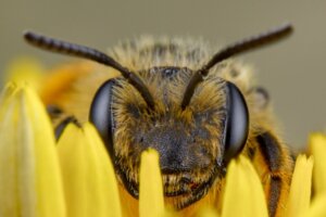 Como as abelhas enxergam?