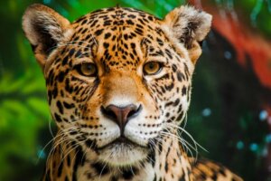 Os 15 animais mais perigosos da Amazônia