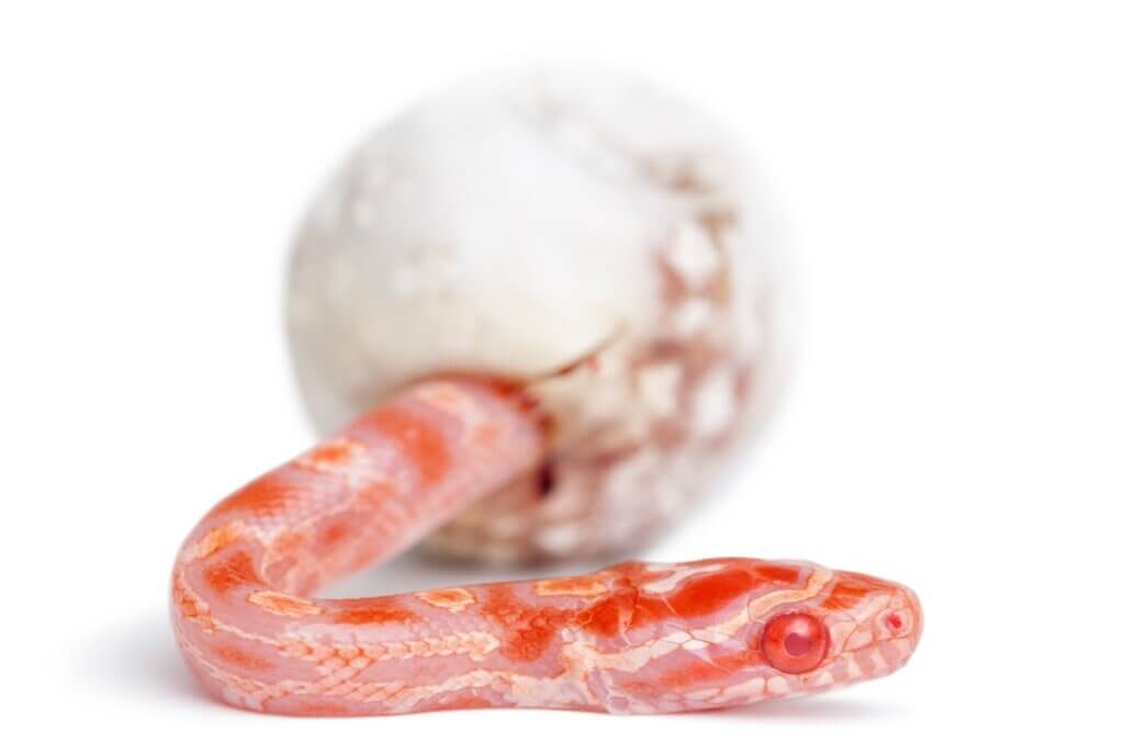 Como as cobras nascem?