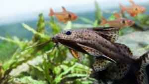 Quantos peixes você pode colocar no seu aquário?