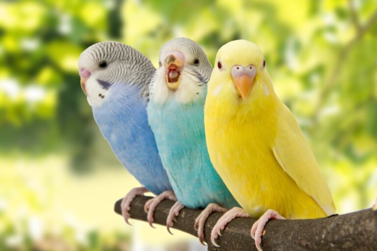 5 sinais de que seu pássaro está feliz