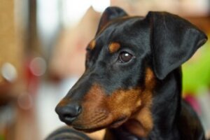 Pinscher alemão: tudo sobre essa raça