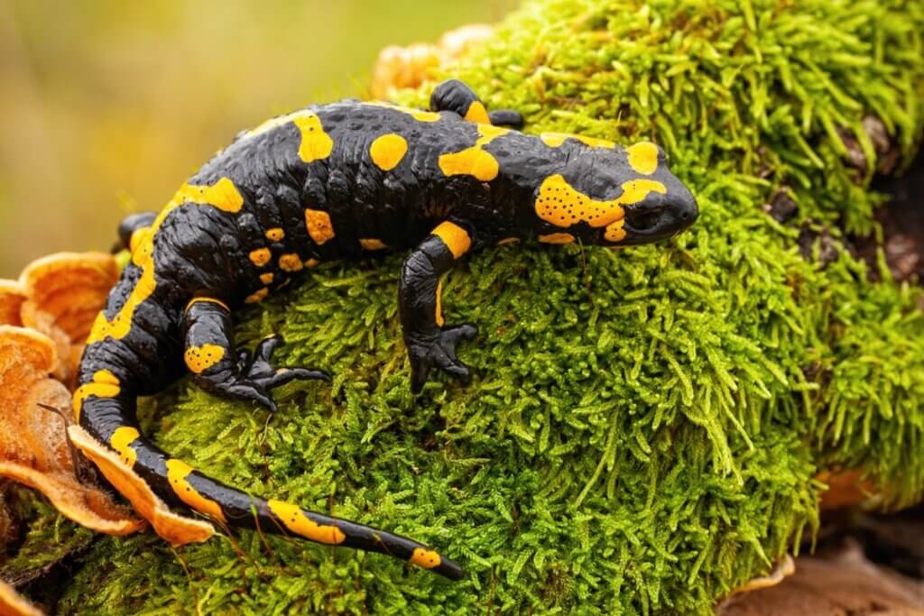 As salamandras são venenosas?