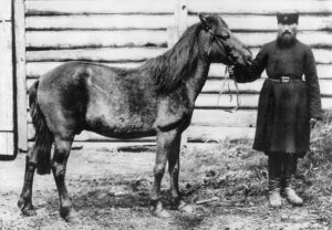 Cavalo Tarpan: origem e características