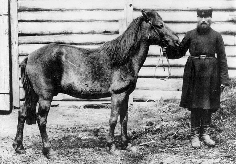 Cavalo Tarpan: origem e características