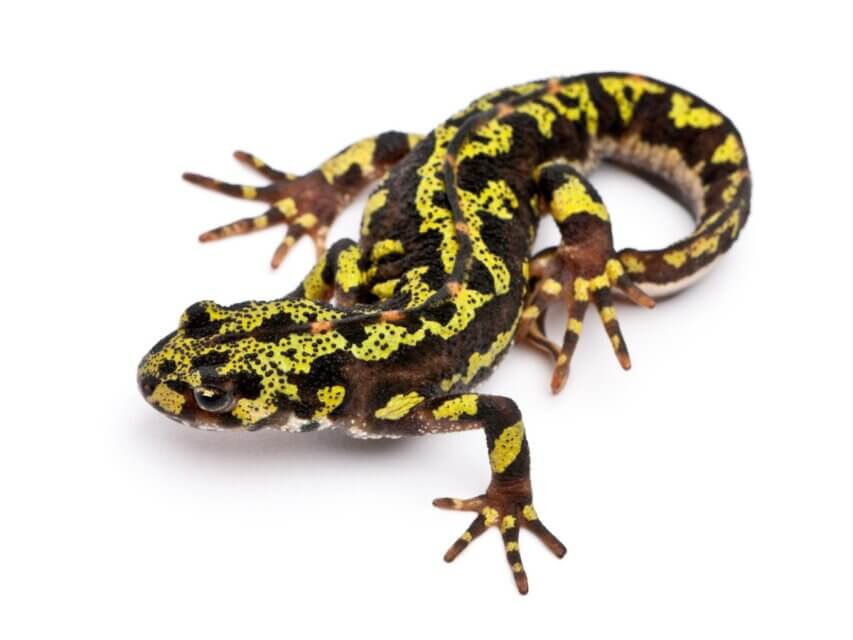 Tritão marmorizado: habitat e características