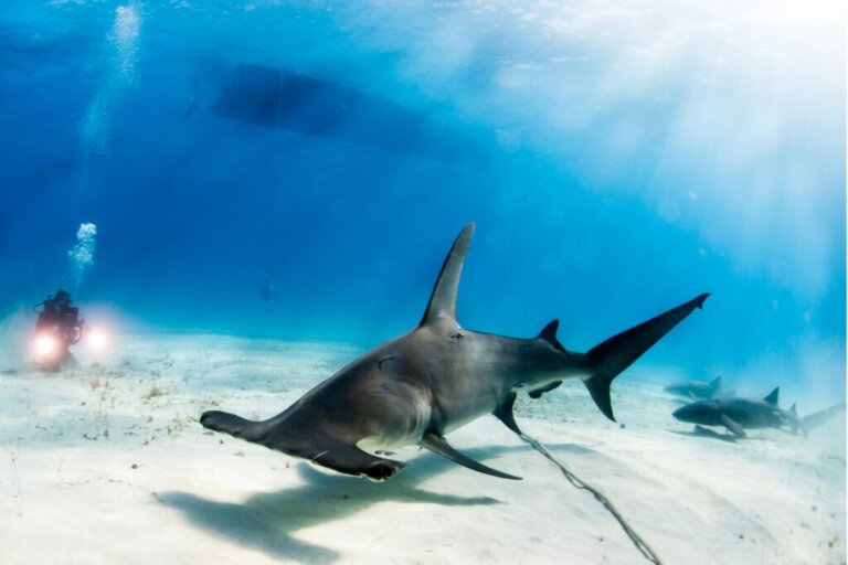 Tubarão-martelo-panã: habitat e características