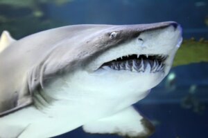 Quantos dentes os tubarões têm?