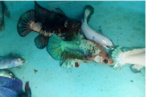 Verme Lernea em peixes: sintomas e tratamento