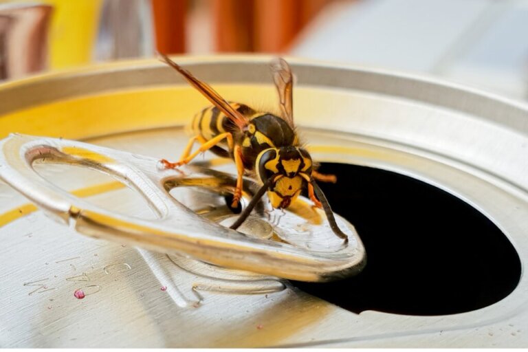 O que as vespas comem?
