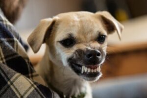 Por que meu cachorro rosna enquanto brinca?
