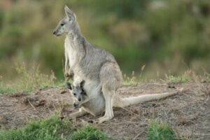 Canguru-cinza-oriental: habitat e características