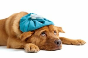 Amigdalite em cães: sintomas e tratamento