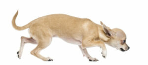 As fobias mais comuns em cães