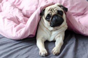 Doenças digestivas em cães braquicefálicos