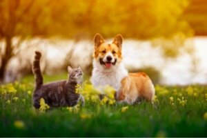 Por que meu cachorro come cocô de gato?
