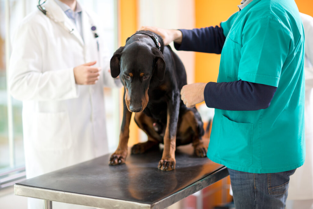 Cauda equina em cães: causas e tratamentos