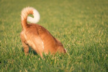 Possíveis lesões na cauda em cães