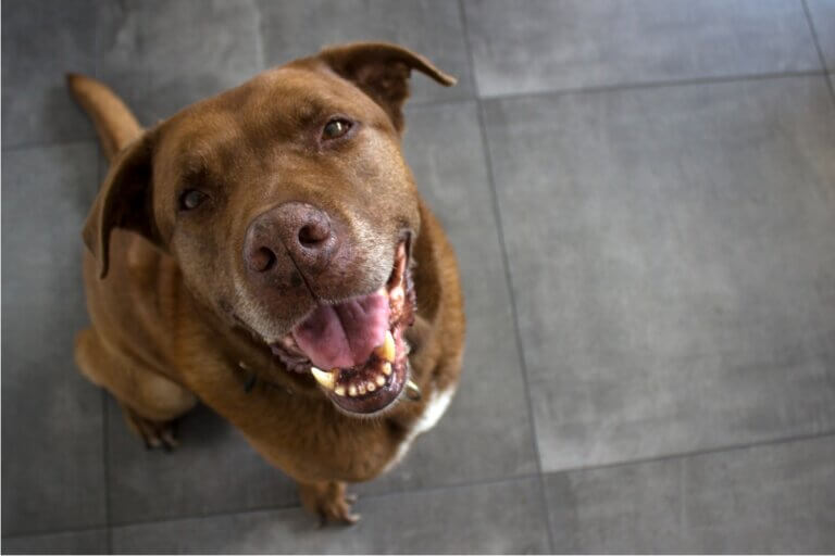 Cimarrón uruguaio: tudo sobre essa raça