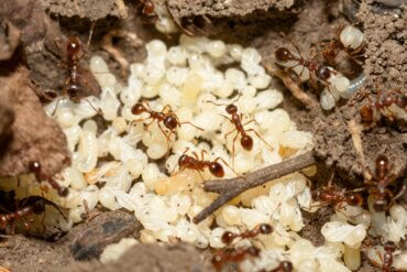 Como as formigas nascem?