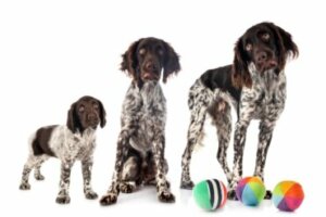 Com que idade os cães param de crescer?