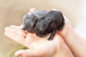 Como os coelhos nascem?