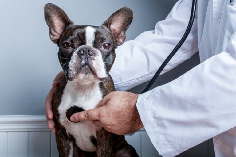 Colapso traqueal em cães: sintomas e tratamento