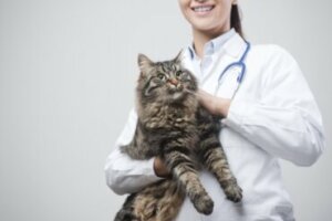 Doença inflamatória intestinal em gatos: sintomas e tratamento