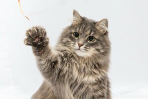 Pododermatite em gatos: sintomas, causas e tratamento