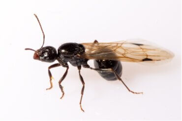 Por que existem formigas com asas?