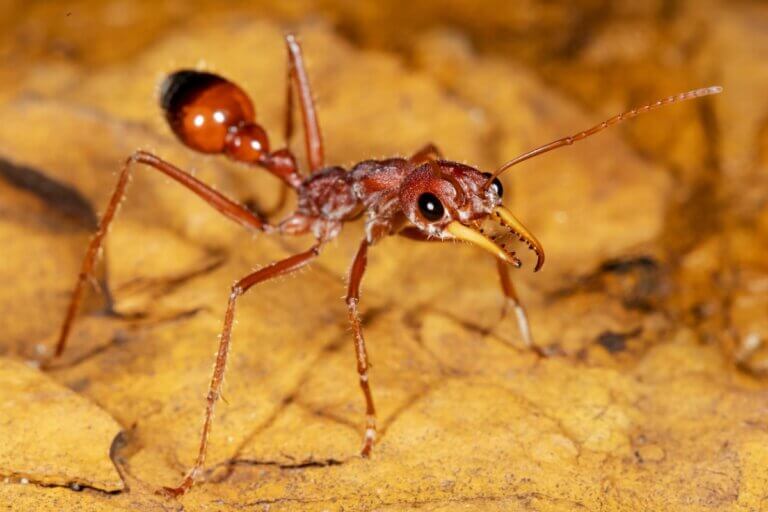 Qual é a maior formiga do mundo?