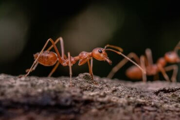 As formigas dormem?