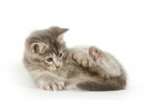 Por que os gatos cheiram o ânus?