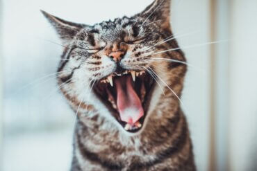 Quando os dentes dos gatos nascem?