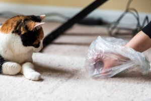 O que fazer se meu gato parar de usar a caixa de areia?
