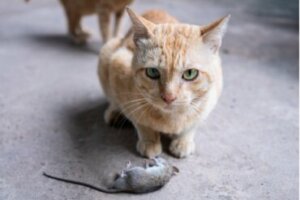 Por que seu gato traz animais mortos para você?