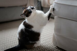 Como evitar que seu gato escale seus móveis?