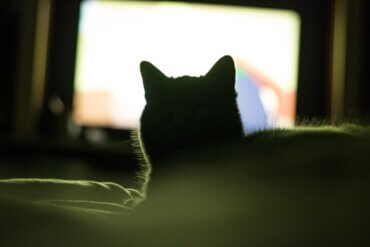 Por que meu gato gosta de assistir televisão?