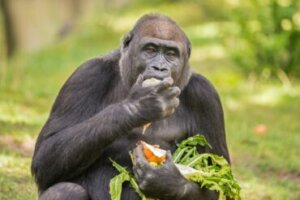 Alimentação dos gorilas
