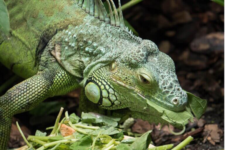 Minha iguana não está comendo: por quê?